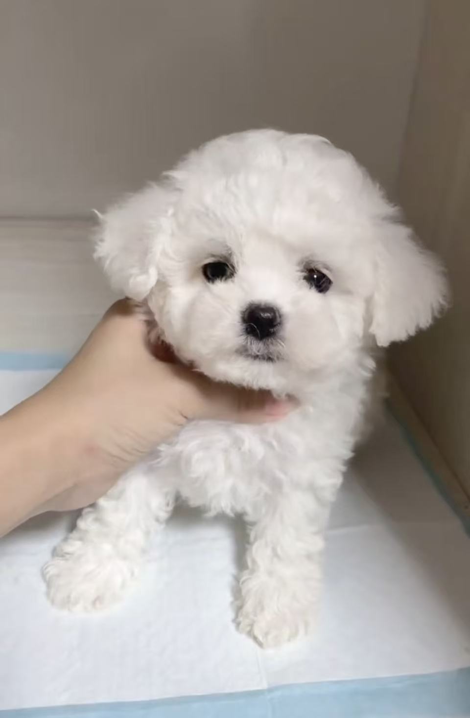 小体比熊